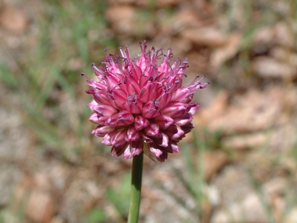 Allium sphaerocephalon